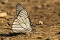 Black and white stripe butterfly sitting on the sand close-up Royalty Free Stock Photo