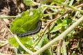 Melanchra Picta Caterpillar On Leaf Royalty Free Stock Photo