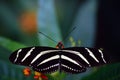 A black and white striped butterfly, a Heliconius charithonia or zebra, sits on green leaves with outspread wings