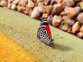 Black and white striped butterfly with red border perched on stone floor. colorful butterfly. Royalty Free Stock Photo