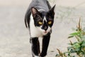 Black and white striped cat is looking something to eat in the morning Royalty Free Stock Photo