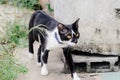 Black and white striped cat is looking something to eat in the morning Royalty Free Stock Photo