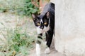 Black and white striped cat is looking something to eat in the morning Royalty Free Stock Photo