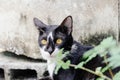 Black and white striped cat is looking something to eat in the morning Royalty Free Stock Photo