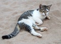 Black and white striped cat lying sand. Royalty Free Stock Photo
