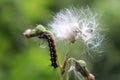 Black - and - white striped caterpillar , Royalty Free Stock Photo