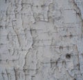 Black-white striped and cracked natural texture of russian birch bark Royalty Free Stock Photo