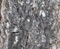 Black-white striped and cracked natural texture of russian birch bark Royalty Free Stock Photo