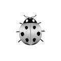 Black and white striped elegant ladybug insect, vector