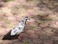Black and white striped feathered pigeon standing in a park Royalty Free Stock Photo