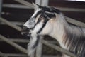 Black and white striped goat in a farm