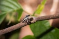 Black and White striped Jumping spider salticidae sitting on a leaf, Madagascar Royalty Free Stock Photo