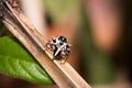 Black and White striped Jumping spider salticidae sitting on a leaf, Madagascar Royalty Free Stock Photo