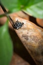 Black and White striped Jumping spider salticidae sitting on a leaf, Madagascar Royalty Free Stock Photo