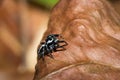 Black and White striped Jumping spider salticidae sitting on a leaf, Madagascar Royalty Free Stock Photo