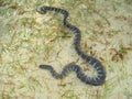 Black and White Sea Snake on Sandy Beach, Numfor Island Royalty Free Stock Photo