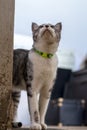 Black and white striped Thai cat standing looking up at something Royalty Free Stock Photo