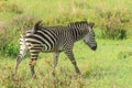 Striped Wild African Zebras Royalty Free Stock Photo