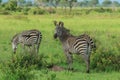 Striped Wild African Zebras Royalty Free Stock Photo