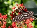 A Black and White Striped Zebra Longwing Butterfly Resting on Plant with Red Flowers Royalty Free Stock Photo