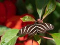 A Black and White Striped Zebra Longwing Butterfly Resting on Plant with Shiny Large Green Leaves Royalty Free Stock Photo