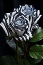 Black and white striped zebra pattern rose, ai generated image Royalty Free Stock Photo