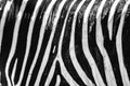 Black and white stripes, patterns and textures of a Zebra Royalty Free Stock Photo