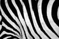 Black and white stripes, patterns and textures of a Zebra