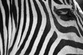 Black and white stripes, patterns and textures of a Zebra Royalty Free Stock Photo