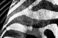 Black and white stripes, patterns and textures of a Zebra Royalty Free Stock Photo