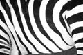 Black and white stripes, patterns and textures of a Zebra Royalty Free Stock Photo