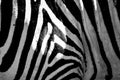 Black and white stripes, patterns and textures of a Zebra Royalty Free Stock Photo