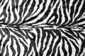 black white stripes real zebra Royalty Free Stock Photo