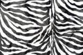 Black white stripes real zebra