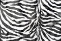 Black white stripes real zebra Royalty Free Stock Photo