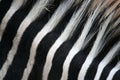 Black & White stripes on zebra