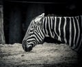 Black and White Stripes. Zebra profile and close up