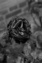 Black and white study- rose flowers abd rose plants Royalty Free Stock Photo