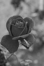 Black and white study- rose flowers abd rose plants Royalty Free Stock Photo