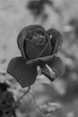 Black and white study- rose flowers abd rose plants Royalty Free Stock Photo