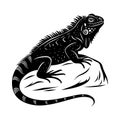 Black and white stylized iguana perched on a rock with decorative patterns reptile lizard Royalty Free Stock Photo