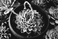 Black and White succulents rosettes in pots, top view. Composition of gray varieties of echeveria plants. Succulents Royalty Free Stock Photo