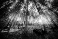 Black and white summer forest and sun rays Royalty Free Stock Photo