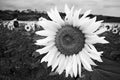 Black and White Sunflower Royalty Free Stock Photo