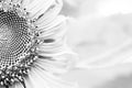 black & white sunflower background Royalty Free Stock Photo