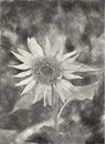 Black and white of sunflower background Royalty Free Stock Photo