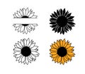 Black and white sunflower botanical illustration. Nature design elements. Flowers drawing isolated on white background