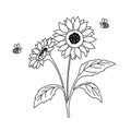 Black and white sunflower and cute honey bee. Outline botanical hand drawn illustration isolated on white. Royalty Free Stock Photo