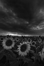 Black and white sunflower field in Poland Royalty Free Stock Photo