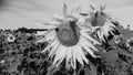 Black and white sunflower field. Sunflowers used as background Royalty Free Stock Photo